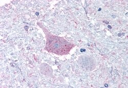 Invitrogen MRGD Polyclonal Antibody 50 &mu;g; Unconjugated:Antibodies,