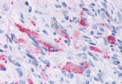 Invitrogen MRGD Polyclonal Antibody 50 &mu;g; Unconjugated:Antibodies,