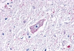 Invitrogen MRGD Polyclonal Antibody 50 &mu;g; Unconjugated:Antibodies,