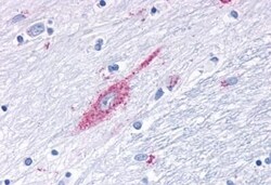 Invitrogen MRGD Polyclonal Antibody 50 &mu;g; Unconjugated:Antibodies,