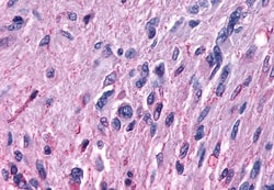 Invitrogen MRGPRF Polyclonal Antibody 50 &mu;g; Unconjugated:Antibodies,