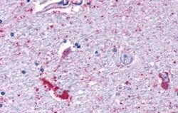 Invitrogen MRGPRF Polyclonal Antibody 50 &mu;g; Unconjugated:Antibodies,
