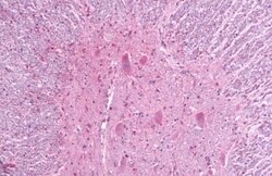 Invitrogen MRGPRF Polyclonal Antibody 50 &mu;g; Unconjugated:Antibodies,