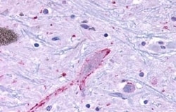 Invitrogen MRGPRF Polyclonal Antibody 50 &mu;g; Unconjugated:Antibodies,