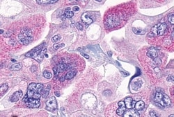 Invitrogen MRGPRF Polyclonal Antibody 50 &mu;g; Unconjugated:Antibodies,