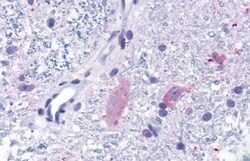 Invitrogen MRGPRF Polyclonal Antibody 50 &mu;g; Unconjugated:Antibodies,