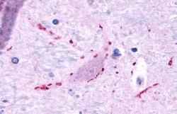 Invitrogen MRGPRF Polyclonal Antibody 50 &mu;g; Unconjugated:Antibodies,