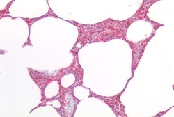 Invitrogen MRGPRX2 Polyclonal Antibody 50 &mu;g; Unconjugated:Anticuerpos