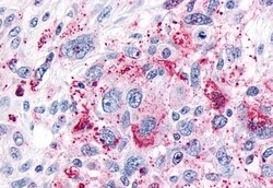 Invitrogen MRGPRX3 Polyclonal Antibody 50 &mu;g | Buy Online | Invitrogen&trade; | Fisher Scientific