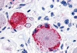 Invitrogen MRGPRX3 Polyclonal Antibody 50 &mu;g | Buy Online | Invitrogen&trade; | Fisher Scientific