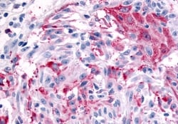 Invitrogen MRGPRX4 Polyclonal Antibody 50 &mu;g; Unconjugated:Antibodies,