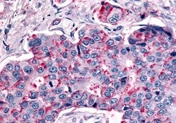 Invitrogen MRGPRX4 Polyclonal Antibody 50 &mu;g; Unconjugated:Antibodies,
