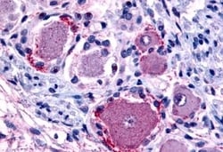 Invitrogen MRGPRX4 Polyclonal Antibody 50 &mu;g; Unconjugated:Antibodies,