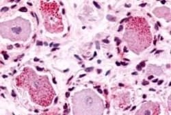 Invitrogen MRGPRX4 Polyclonal Antibody 50 &mu;g; Unconjugated:Antibodies,