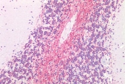 Invitrogen MRGPRX4 Polyclonal Antibody 50 &mu;g; Unconjugated:Antibodies,