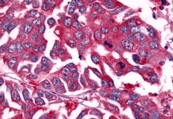 Invitrogen NEK7 Polyclonal Antibody 50 &mu;g; Unconjugated:Antibodies,