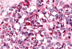 Invitrogen NEK7 Polyclonal Antibody 50 &mu;g; Unconjugated:Antibodies,