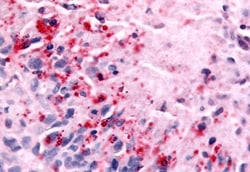 Invitrogen NEK7 Polyclonal Antibody 50 &mu;g; Unconjugated:Antibodies,