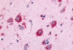 Invitrogen NEK7 Polyclonal Antibody 50 &mu;g; Unconjugated:Antibodies,