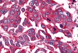 Invitrogen NEK7 Polyclonal Antibody 50 &mu;g; Unconjugated:Antibodies,