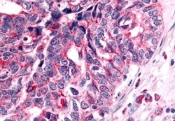Invitrogen NEK7 Polyclonal Antibody 50 &mu;g; Unconjugated:Antibodies,