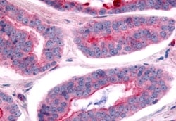Invitrogen NEK7 Polyclonal Antibody 50 &mu;g; Unconjugated:Antibodies,