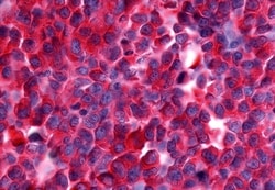 Invitrogen NEK9 Polyclonal Antibody 50 &mu;g; Unconjugated:Antibodies,