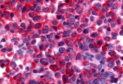 Invitrogen NEK9 Polyclonal Antibody 50 &mu;g; Unconjugated:Antibodies,