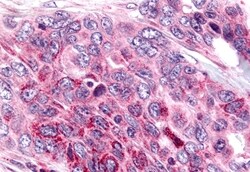 Invitrogen NEK9 Polyclonal Antibody 50 &mu;g; Unconjugated:Antibodies,