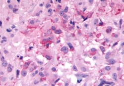 Invitrogen NMBR Polyclonal Antibody 50 &mu;g; Unconjugated:Antibodies,