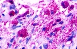 Invitrogen NMUR1 Polyclonal Antibody 50 &mu;g | Buy Online | Invitrogen&trade; | Fisher Scientific