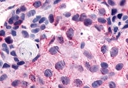 Invitrogen NPFF1 Polyclonal Antibody 50 &mu;g; Unconjugated:Antibodies,