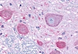 Invitrogen NPFF1 Polyclonal Antibody 50 &mu;g; Unconjugated:Antibodies,