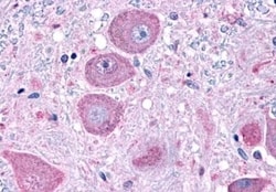 Invitrogen NPFF1 Polyclonal Antibody 50 &mu;g; Unconjugated:Antibodies,