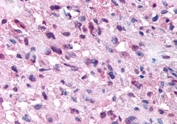 Invitrogen NPSR1 Polyclonal Antibody 50 μg; Unconjugated:Antibodies,