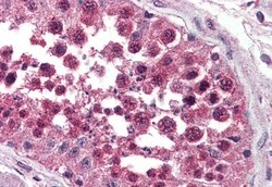 Invitrogen NPSR1 Polyclonal Antibody 50 μg; Unconjugated:Antibodies,