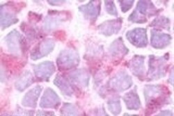 Invitrogen NPY5R Polyclonal Antibody 50 &mu;g; Unconjugated:Antibodies,