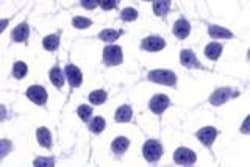 Invitrogen NPY5R Polyclonal Antibody 50 &mu;g; Unconjugated:Antibodies,