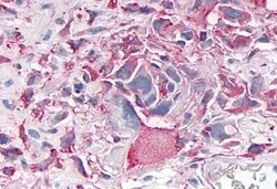 Invitrogen NR1D1 Polyclonal Antibody 50 &mu;g | Buy Online | Invitrogen&trade; | Fisher Scientific