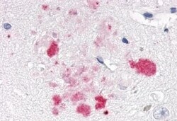 Invitrogen NR1D1 Polyclonal Antibody 50 &mu;g | Buy Online | Invitrogen&trade; | Fisher Scientific