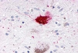 Invitrogen NR1D1 Polyclonal Antibody 50 &mu;g | Buy Online | Invitrogen&trade; | Fisher Scientific