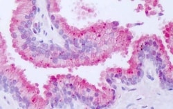 Invitrogen NR1D1 Polyclonal Antibody 50 &mu;g; Unconjugated:Antibodies,