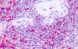 Invitrogen NR1D1 Polyclonal Antibody 50 &mu;g; Unconjugated:Antibodies,
