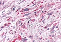 Invitrogen NR1D1 Polyclonal Antibody 50 &mu;g; Unconjugated:Antibodies,