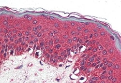 Invitrogen NR1D2 Polyclonal Antibody 50 &mu;g; Unconjugated:Anticorps,