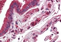 Invitrogen NR1D2 Polyclonal Antibody 50 &mu;g; Unconjugated:Anticorps,