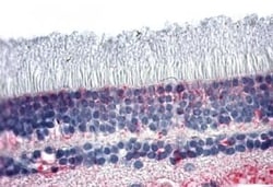 Invitrogen PNR Polyclonal Antibody 50 &mu;g; Unconjugated:Antibodies, Polyclonal