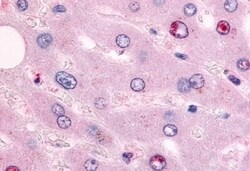 Invitrogen EAR2 Polyclonal Antibody 50 &mu;g; Unconjugated:Antibodies,