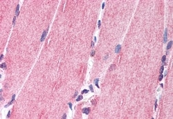 Invitrogen NRG1 Polyclonal Antibody 50 &mu;g; Unconjugated:Antibodies,