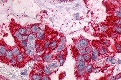 Invitrogen NTSR1 Polyclonal Antibody 50 &mu;g; Unconjugated:Antibodies,